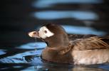 Long-Tailed Duck